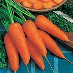 Carrot Chantenay Red Core