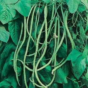 Bean Asparagus Bean : Kaohsiung (Green Pod)