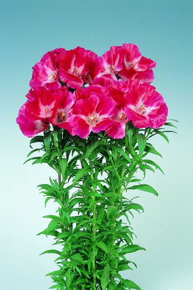 CF Godetia Grace Red (Treated Seed)