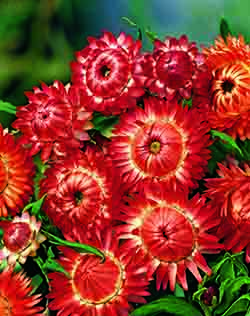 CF Helichrysum Swiss Giants Copper Red