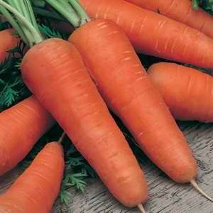 Carrot All Seasons - 25g Bulk