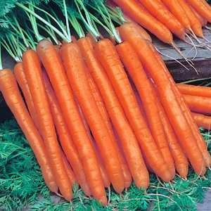 Carrot Ladies Fingers
