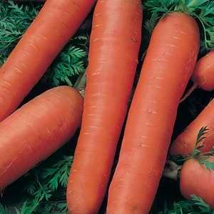 Carrot Manchester Table - 25g Bulk
