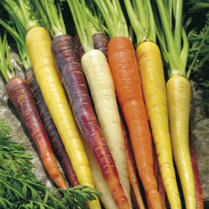 Carrot Rainbow Mixed