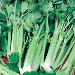 Celery Utah
