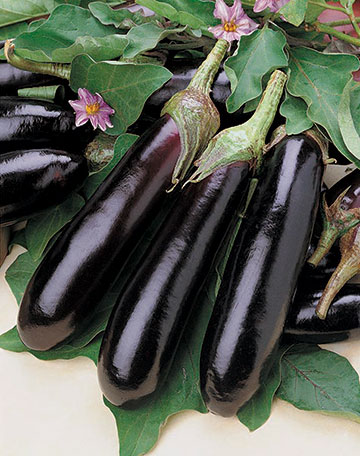 Eggplant Shikou