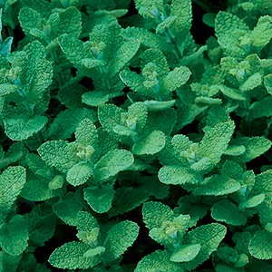 Herb Mint Common / Spearmint