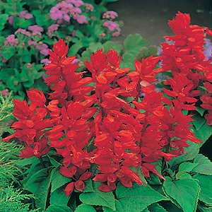 Salvia Sizzler Red