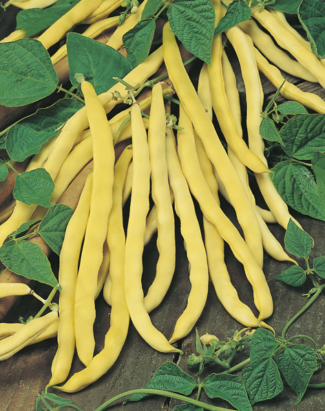 Beans Climbing Butter Goldfield : Egmont Seed Company Ltd, Online seed ...