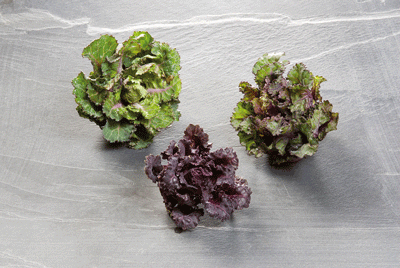 Flower-Sprouts-Brussels-Sprouts-Kalettes-Mix-56960..gif