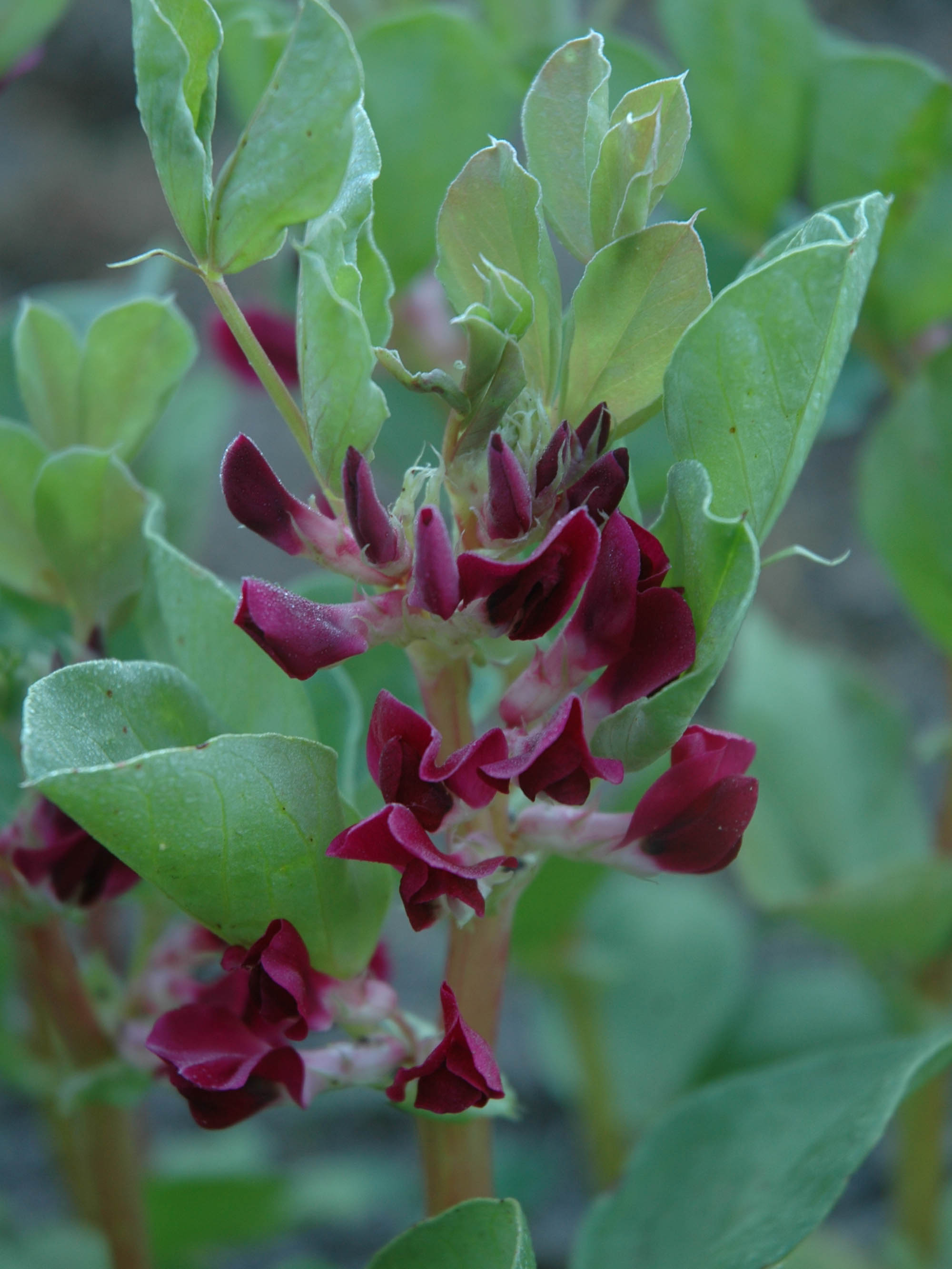 Beans Broad Hughey Crimson Flowered (BULK)
