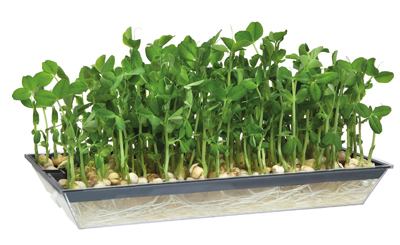 Microgreen Sprouting Tray (Fothergills)
