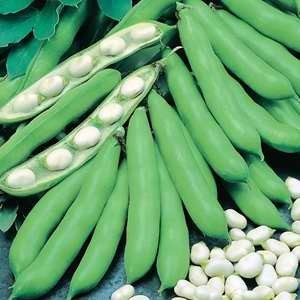 Beans Broad Coles Prolific - 500g Pkt
