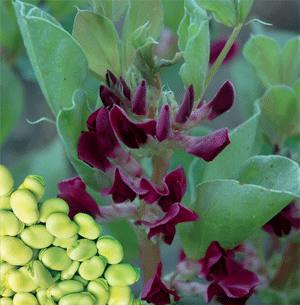 Beans Broad Hughey Crimson Flowered