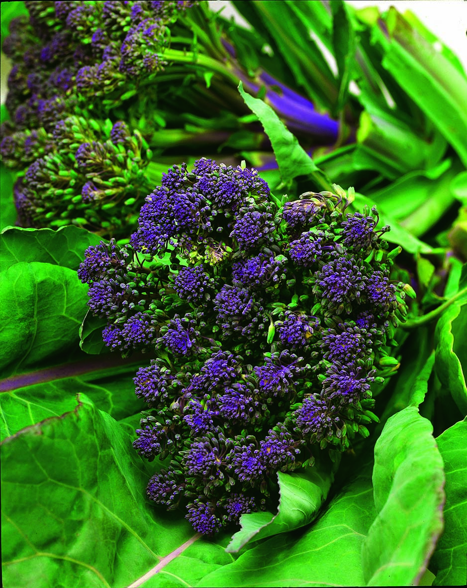 Broccoli Sprouting Purple Summer