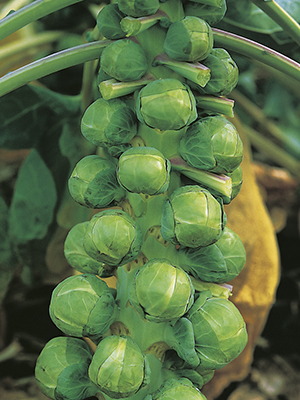 Brussels Sprouts Igor F1 Hybrid