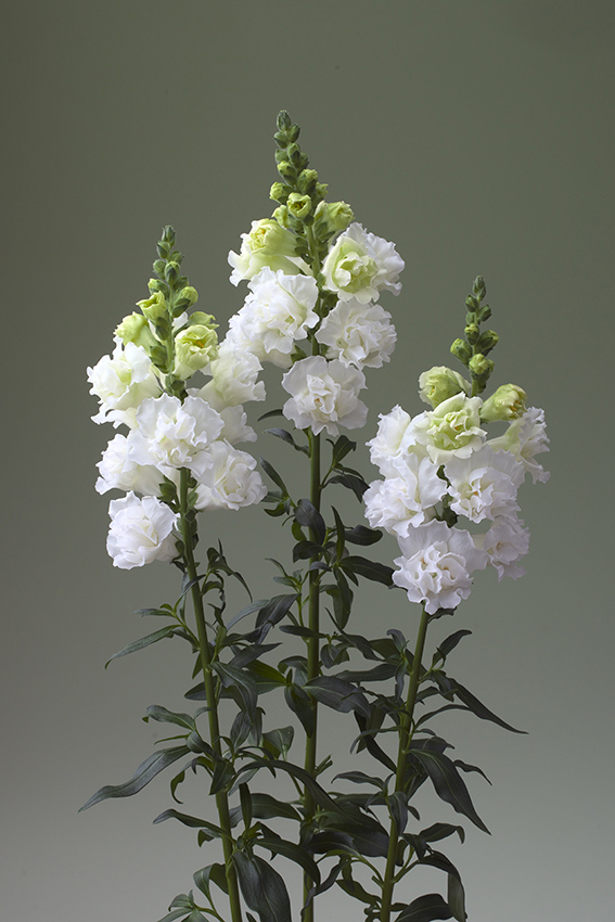 CF Antirrhinum Double Flowered White I
