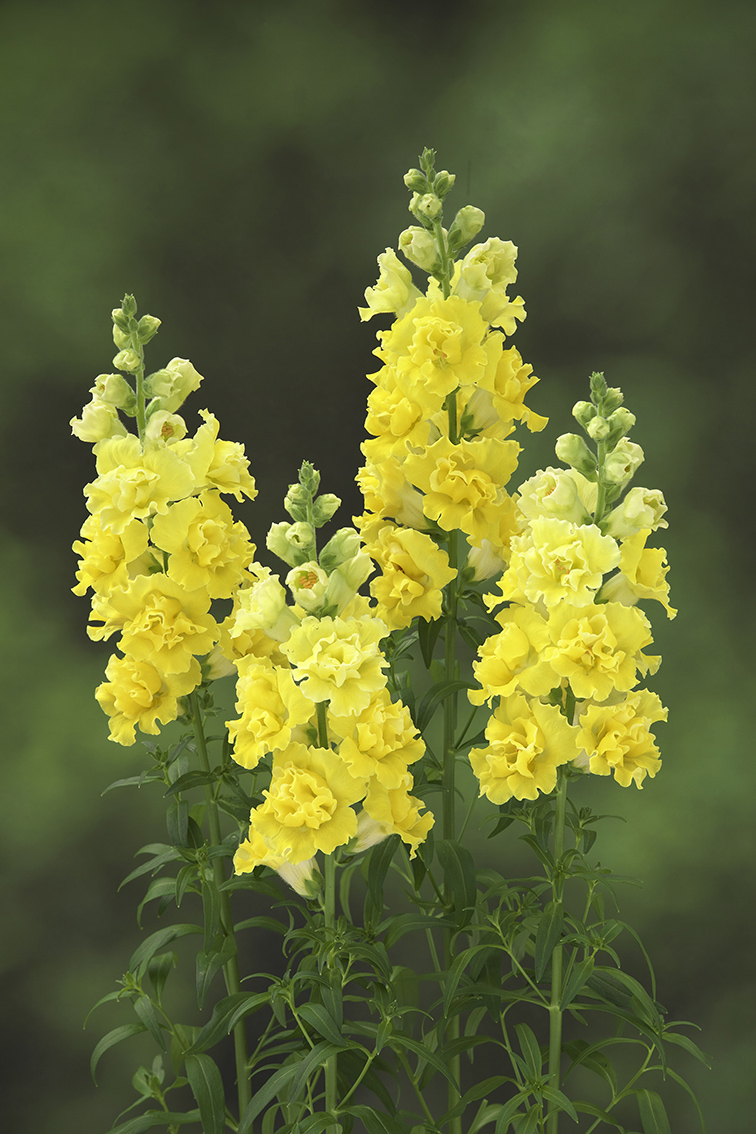 CF Antirrhinum Double Flowered Yellow I