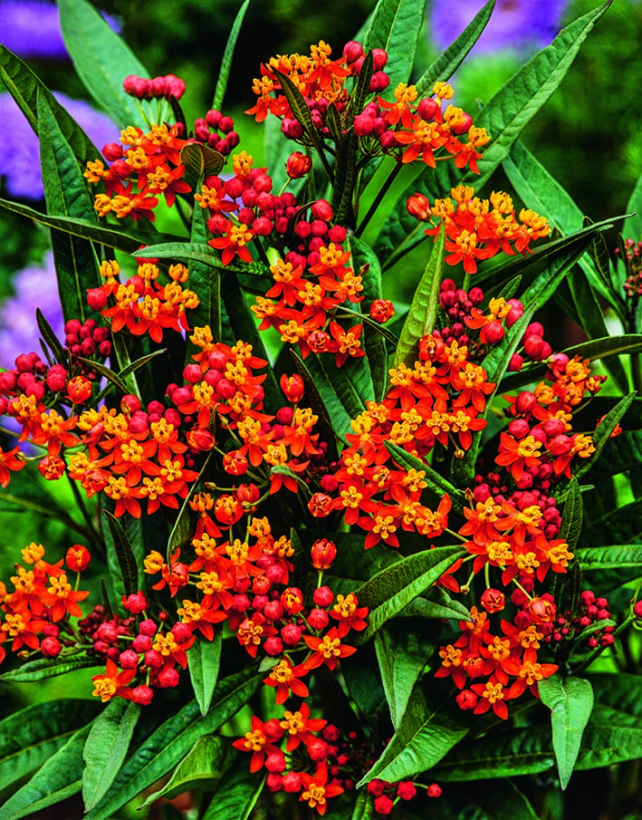 CF Asclepias Butterfly Silky Deep Red