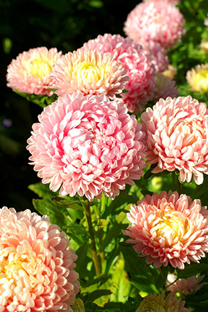CF Aster Duchess Peony Delicate Pink