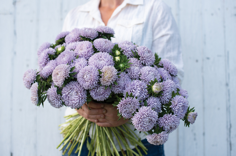 CF Aster Lady Coral Lavender