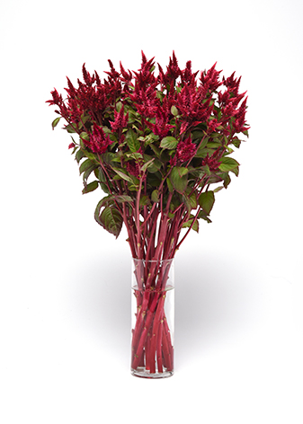 CF Celosia Celway Red