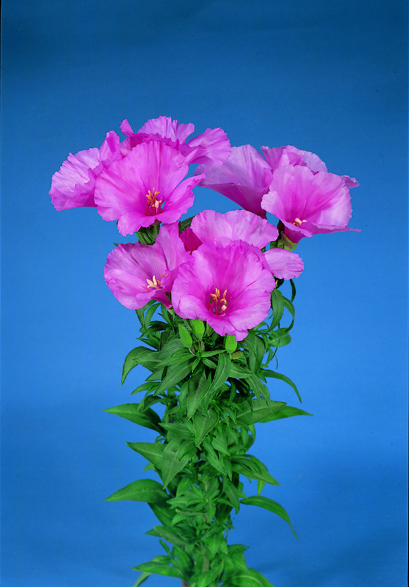 CF Godetia Grace Lavender (Treated Seed)