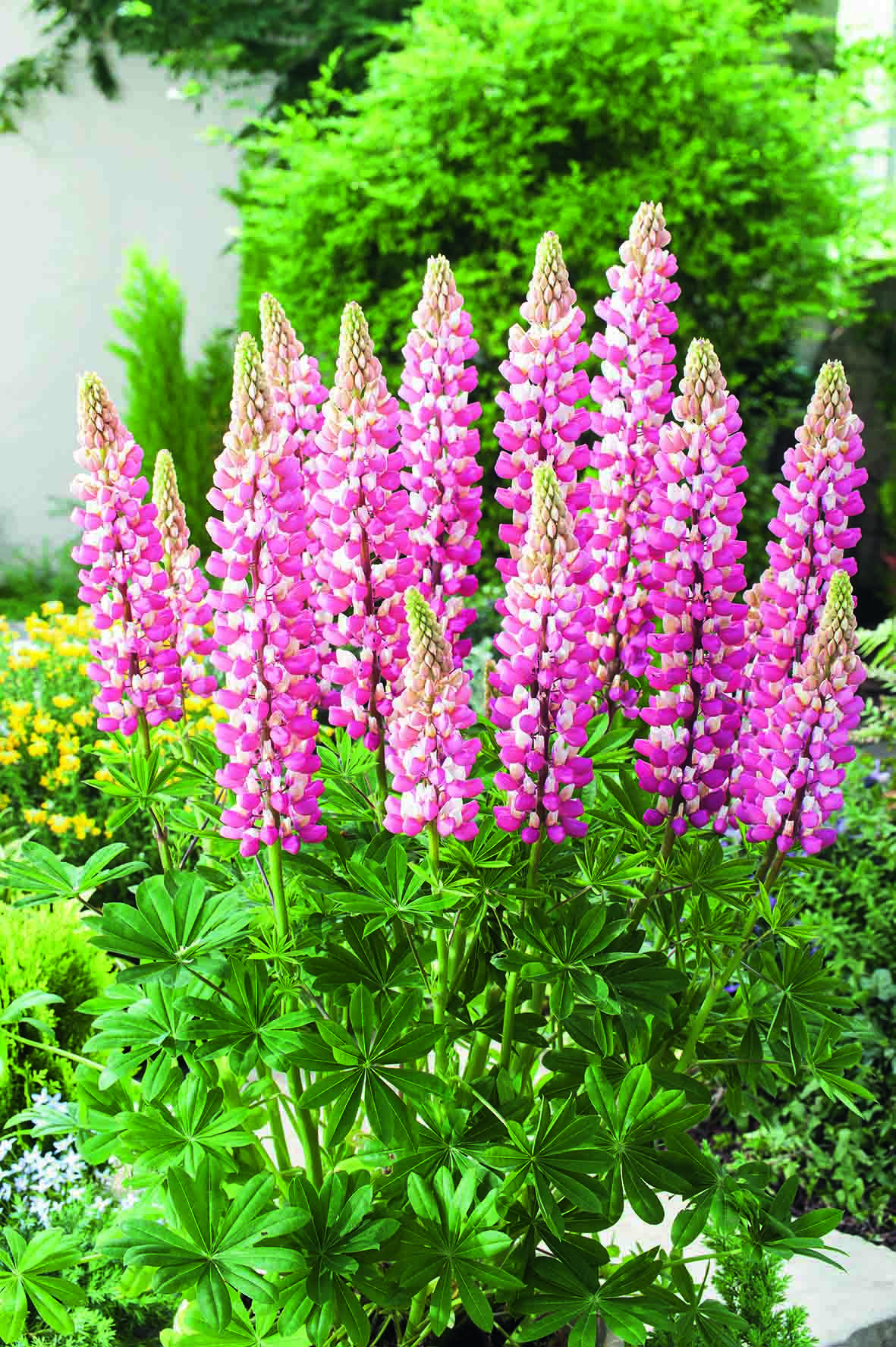CF Lupin The Chatelaine