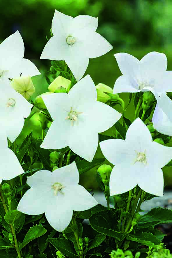 CF Platycodon Florist White