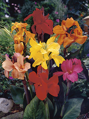 Canna Lily Tropical Mix