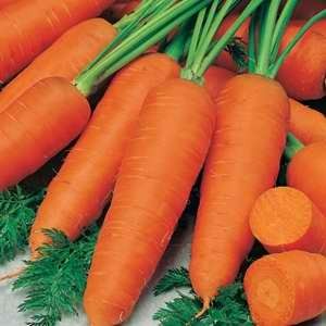 Carrot Topweight