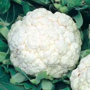 Cauliflower All Year Round