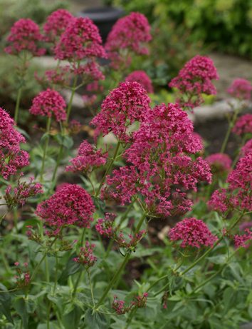 Centranthus Pretty Betsy Deep Red