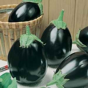 Eggplant Black King F1 Hybrid