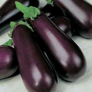 Eggplant Early Prolific F1 Hyb