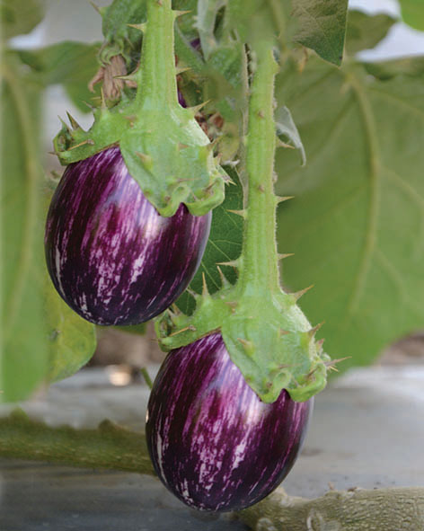 Eggplant Kharif