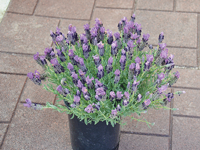 Lavender Bandera Purple