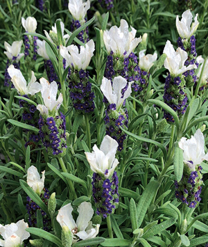 Lavender Castilliano White