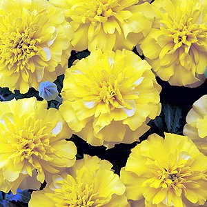 Marigold Bonanza Bright Yellow