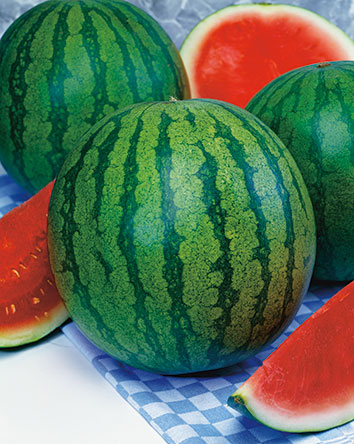 Melon - Watermelon Cathay Belle