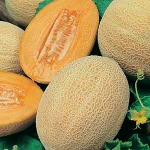 Melon - Rock Hales Best Jumbo
