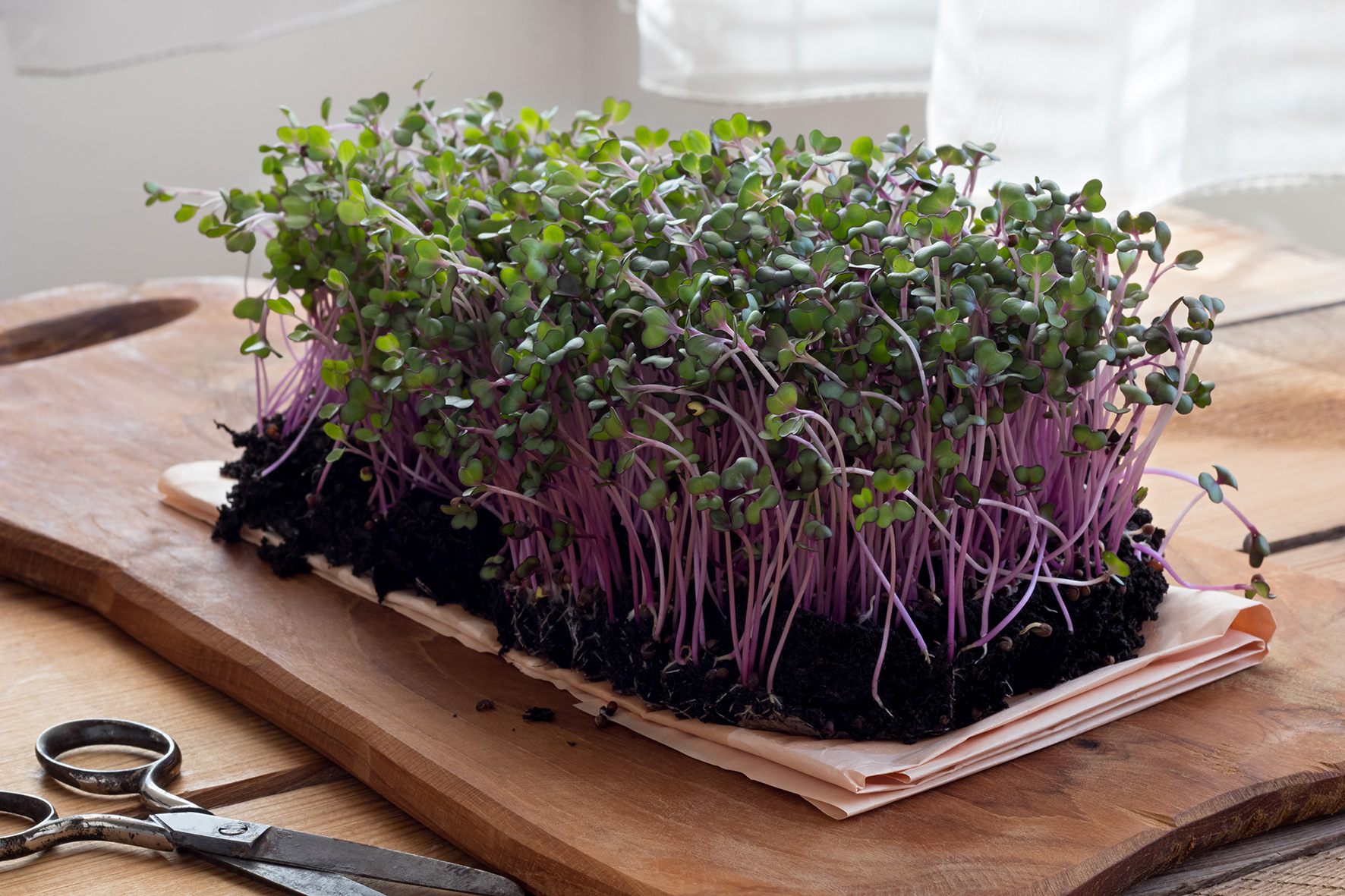 Microgreens Cabbage Red Acre