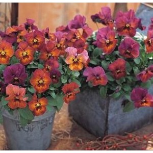 Pansy Nature Mulberry Shades F1 Hybrid