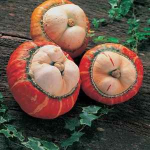 Pumpkin Squash Turks Turban