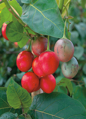 Tamarillo (Tree Tomato) Ruby Red