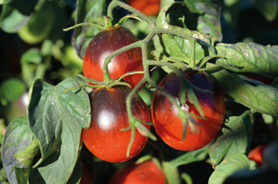 Tomato Eclipse Ruby F1 Hybrid