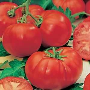 Tomato Grosse Lisse