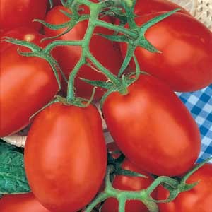 Tomato San Marzano Tall