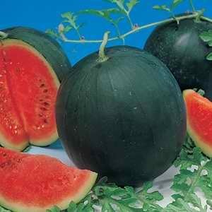 Melon - Watermelon Sugar Belle F1 Hybrid